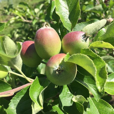 ”まぼろし”の八ヶ岳の葉とらず林檎「アップルパイ」