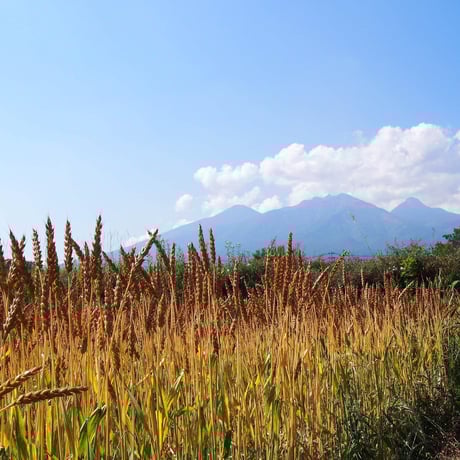 ”まぼろし”の八ヶ岳の葉とらず林檎「アップルパイ」