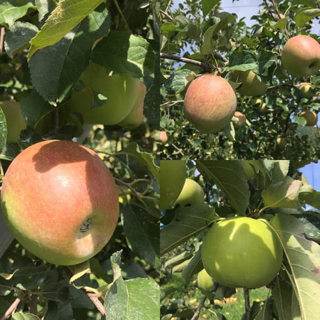 ”まぼろし”の八ヶ岳の葉とらず林檎「アップルパイ」