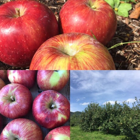 ”まぼろし”の八ヶ岳の葉とらず林檎「アップルパイ」