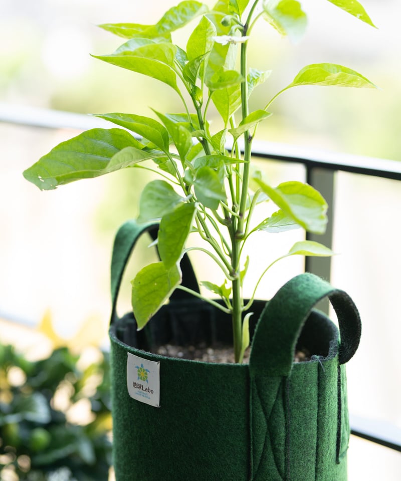 品名：アグリポーチ Sサイズ グリーン | 地球Labo Store