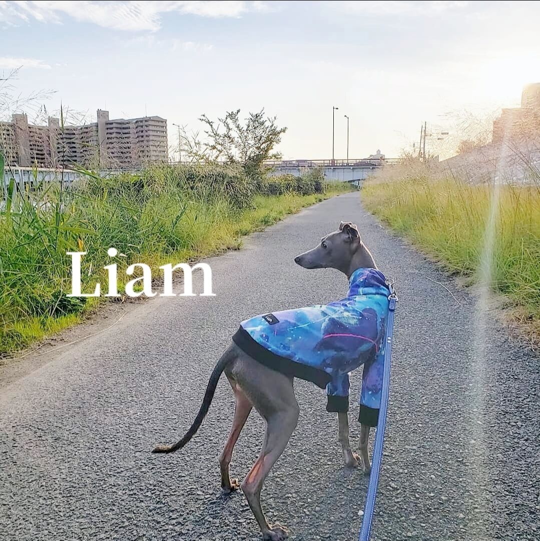 ウォッシュデニムパーカー　イタグレ服　ハンドメイド ウォッシュデニムパーカーイタグレ服ハンドメイド