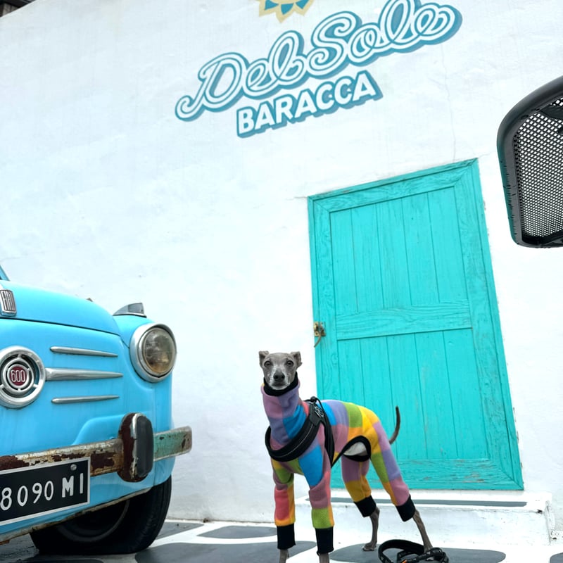 vemvem イタグレ用3層構造極ロンパース New マルチカラーロンパース 【イタグレ用】送料込 | Liam dogshop