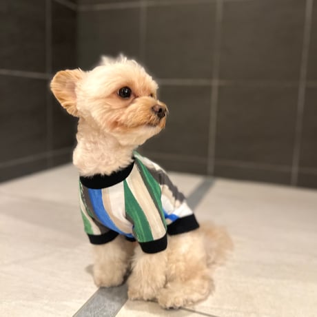 犬服 S わんこの普段着アメグラ青