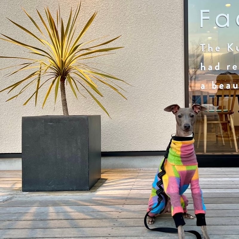 New マルチカラーロンパース 【イタグレ用】送料込 | Liam dogshop