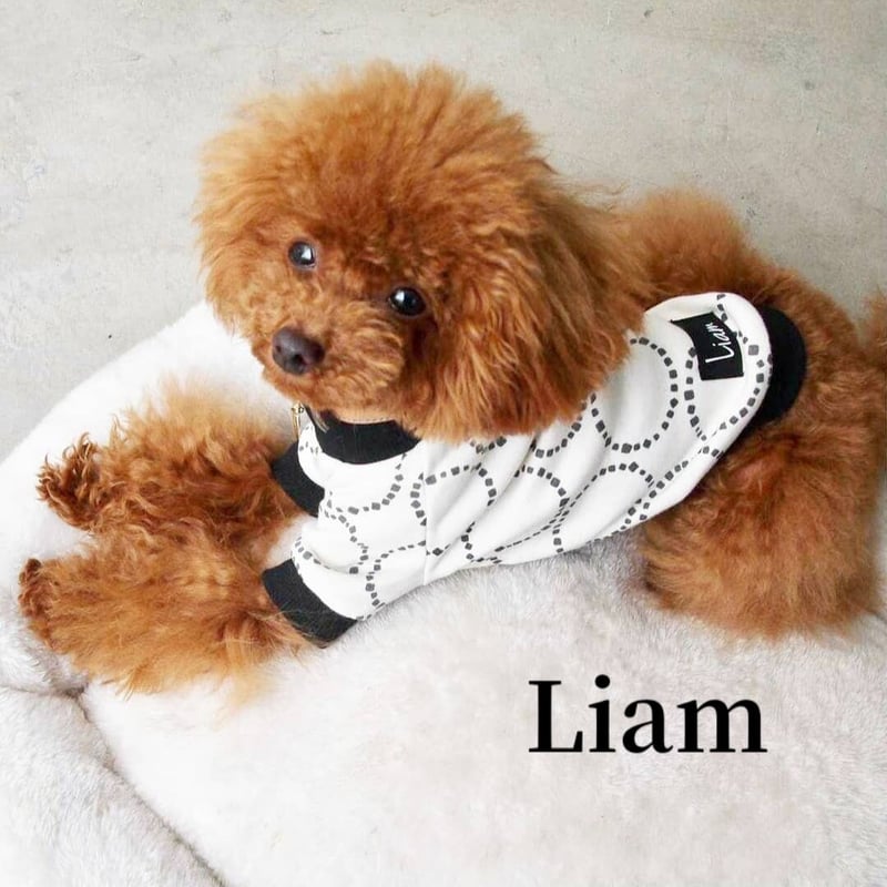 犬服・ドット柄Tシャツ【小型犬】送料込 | Liam dogshop