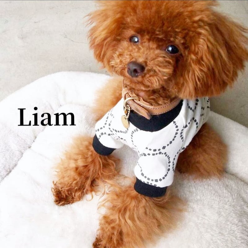 犬服・ドット柄Tシャツ【小型犬】送料込 | Liam dogshop