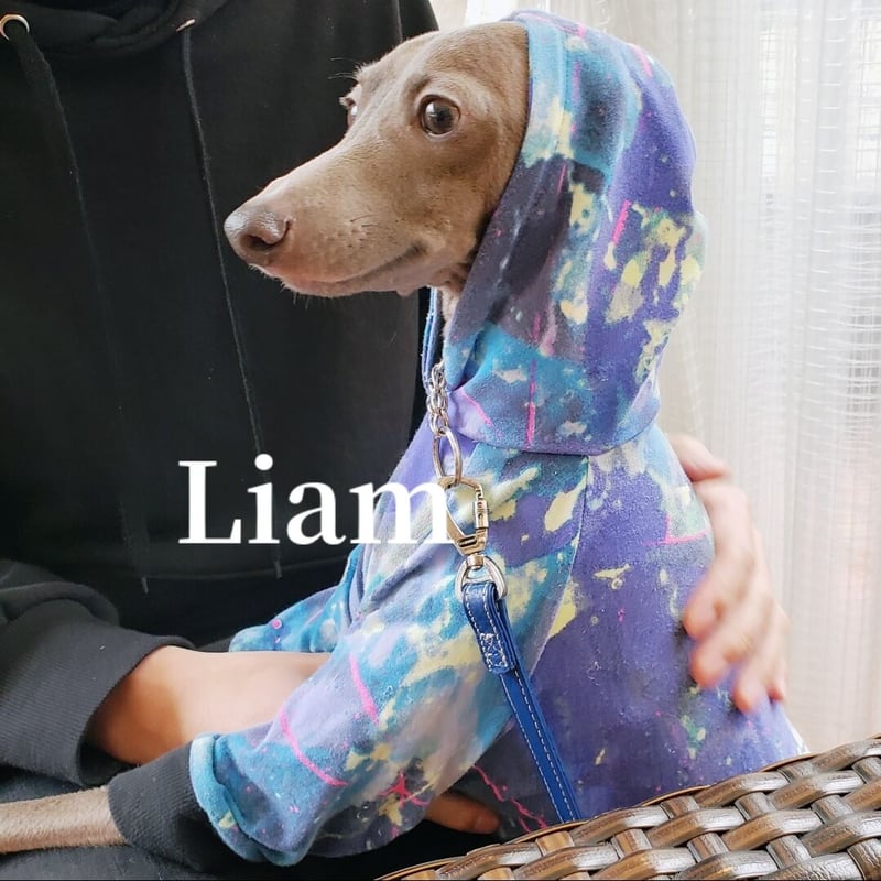 イタグレ服・ペイントデザインパーカー | Liam dogshop