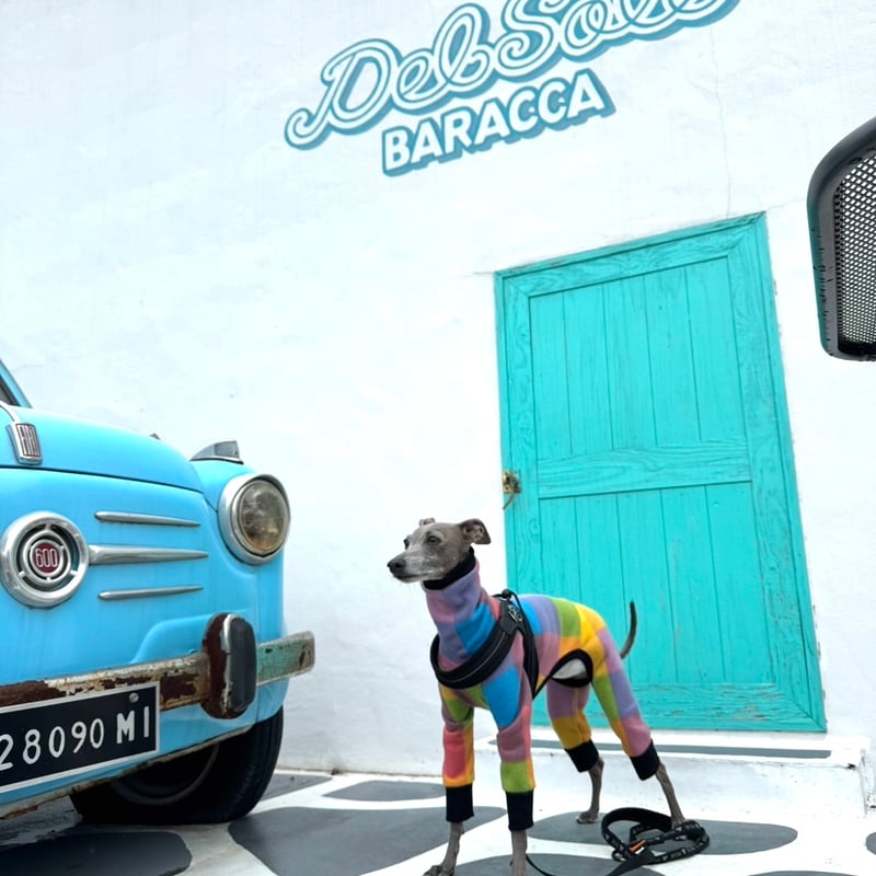 New マルチカラーロンパース 【イタグレ用】送料込 | Liam dogshop