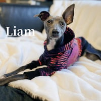 イタグレ服・ペイントデザインパーカー | Liam dogshop