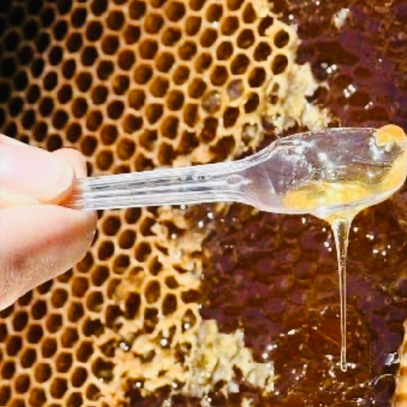 小林養蜂場] 2025年 新蜜 はちみつ 純粋百花蜜 非加熱 天然100%純粋