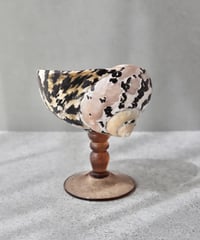Seashell Glass J