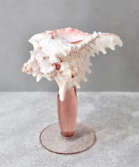 Seashell Glass M