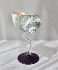 Seashell Glass D