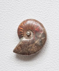 PLANET INCENSE HOLDER／　Red fire ammonite B