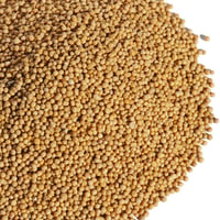 マスタードイエロー　無添加・無農薬 natural　5ｇより量り売り