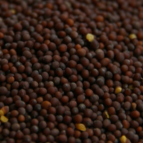 マスタードブラウン　無添加・無農薬 natural　5ｇより量り売り