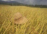 <令和7年産>農薬不使用　佐渡コシヒカリ（在来種）玄米 10kg