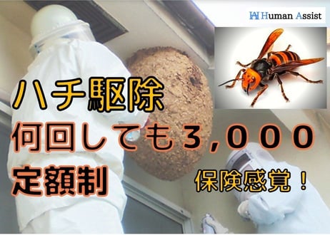 茨城県 ハチ駆除 ３,０００　月額制　県内家族の家もOK！