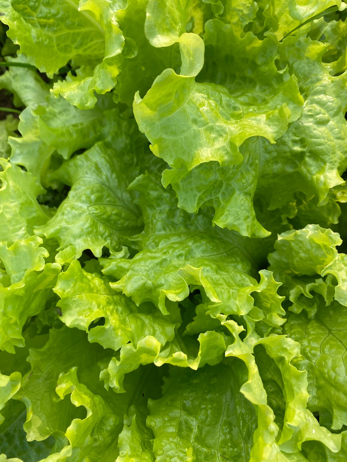 今年もよろしくお願いします | 南国徳之島かえる農園 