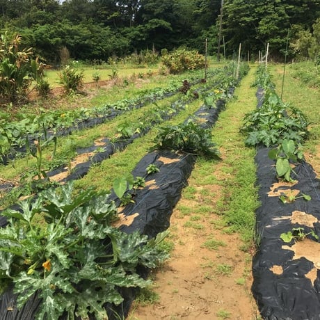 【季節のかえる便】Mサイズ 徳之島 やさい＆くだもの