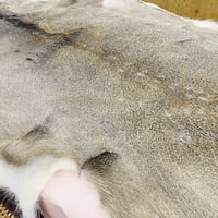 北海道産エゾ鹿毛皮ラグ（敷物）(約140cmx約110cm)※送料無料 | 北海道