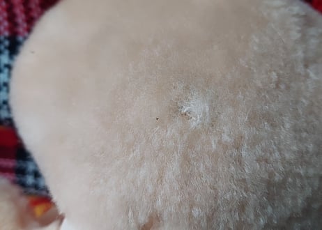 チェッカーフラッグ柄のくま🧸ぬいぐるみ