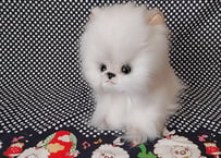 ペルシャ猫のぬいぐるみ