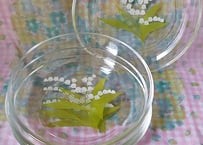 アデリア・涼花𓍯*硝子プレート
