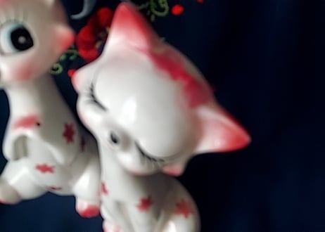 金平糖みたいなお花🌸ペアの猫ちゃん