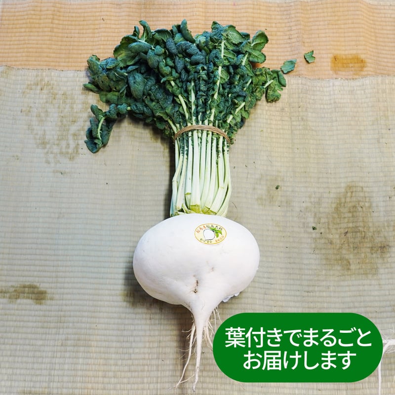 【専用出品】大根葉31袋 送料込み】桜島大根 大サイズ 葉付き 10キロ前後 専用箱入り
