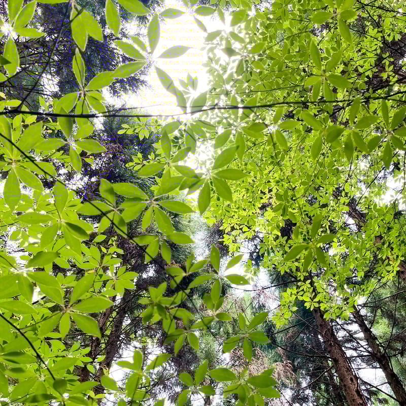 SHIKINOKA TEA Spice bush （くろもじ） | SHIKINOKA