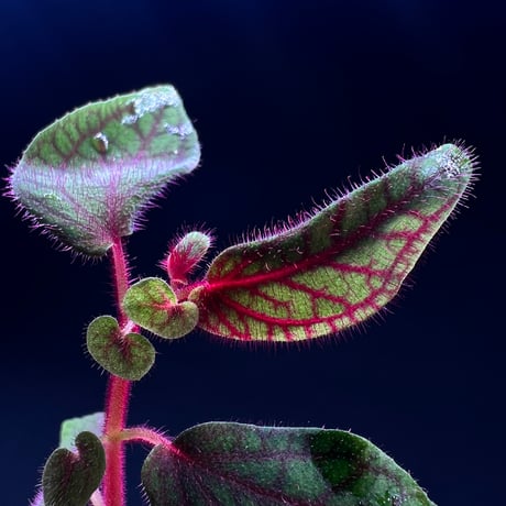 専用！希少！Melastoma sp.Ranau WWR便❣️メラストマ　ソネリラ 希少 Melastoma sp Ranau WWR便 メラストマ ソネリラ 熱帯植物