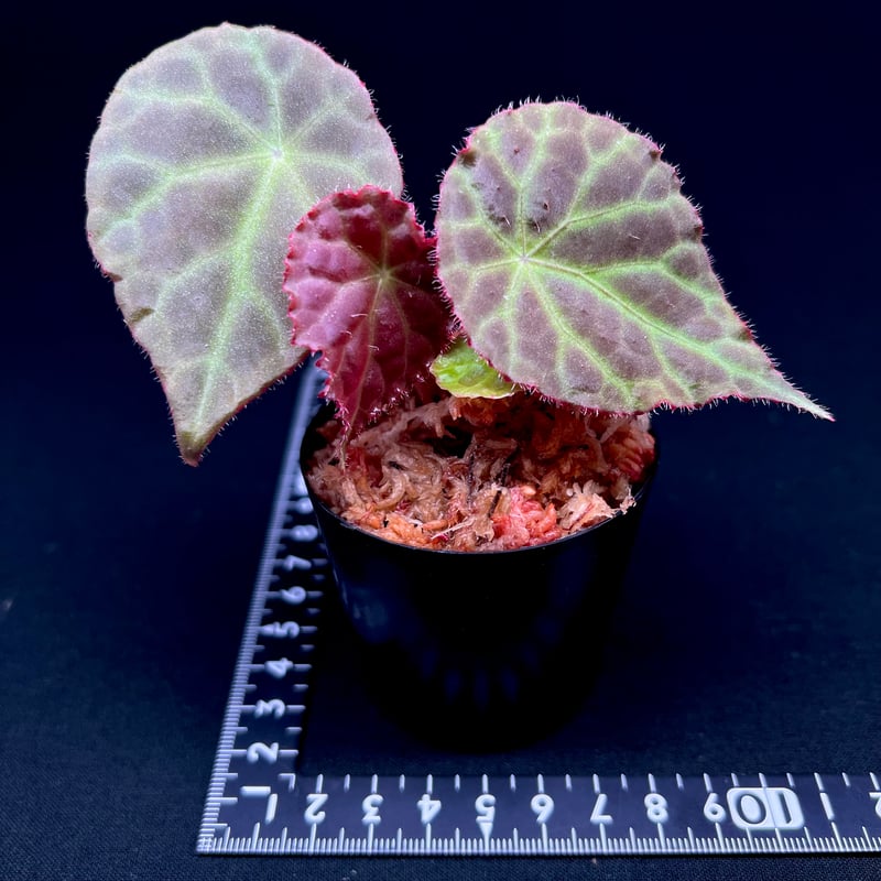 Begonia luochengensisベゴニア・ルオチェンエンシス② Begonia
