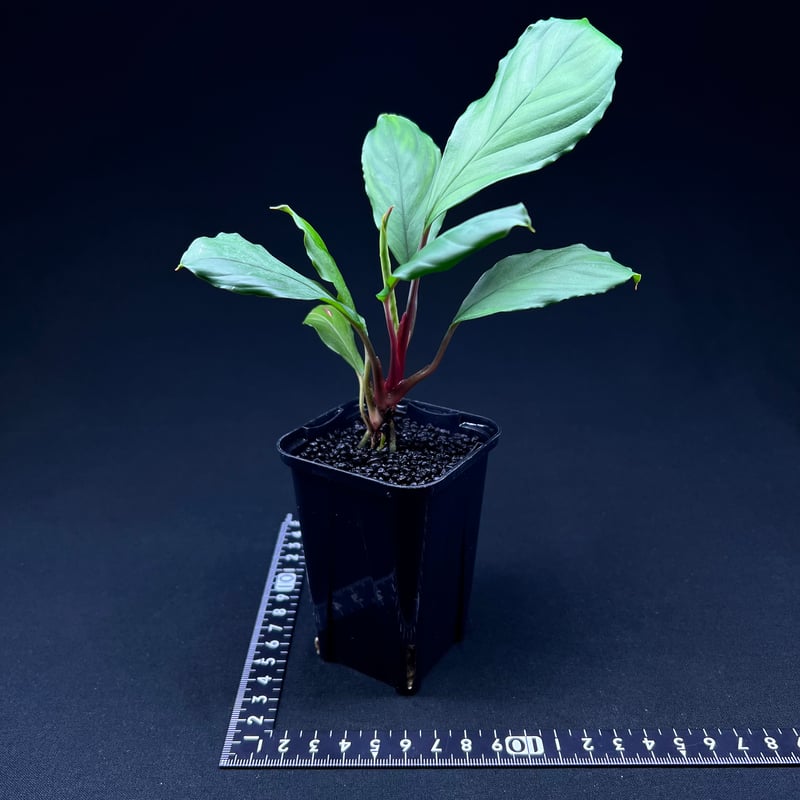 ホマロメナ sp.スカダウ | MaCO frog design