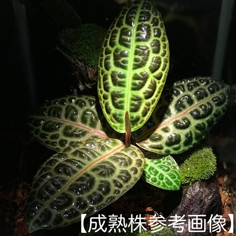 629b77500536242ccb81c746