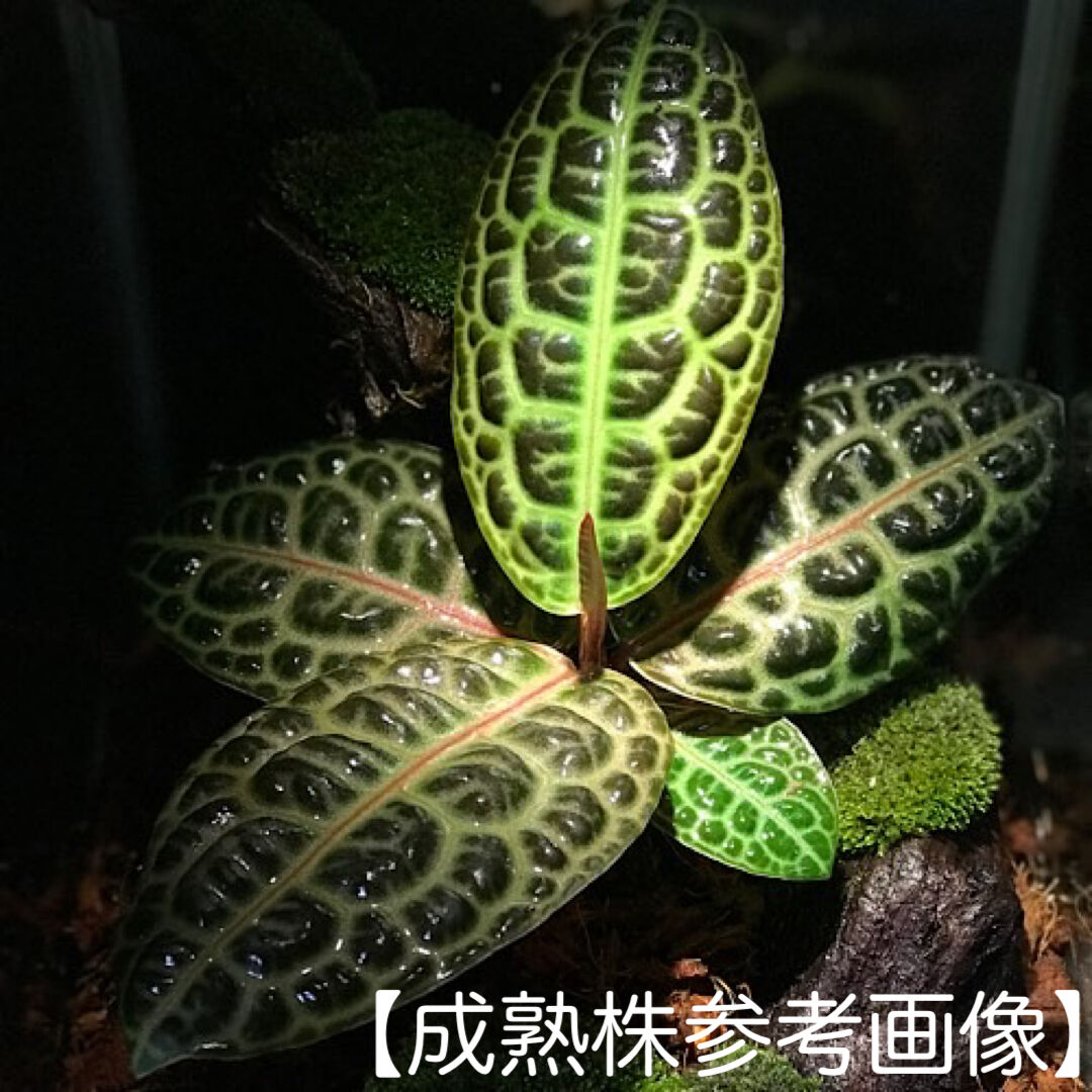 アルディシア sp. タートルバック(Ardisia sp. turtle back)S si...