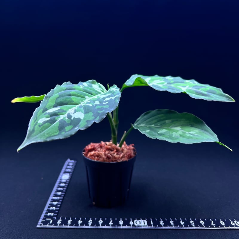 アグラオネマ ピクタム | MaCO frog design