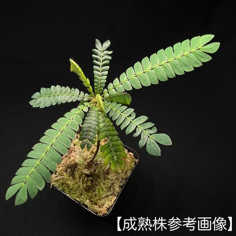 ビオフィツム sp.