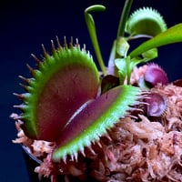 ディオネア マスシプラ 'レッド ピラニア'