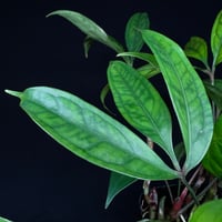 熱帯産三つ葉植物