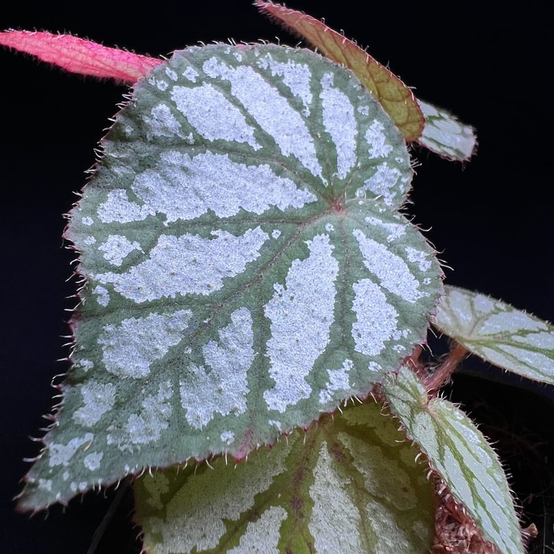 ベゴニア sp.タイランド | MaCO frog design