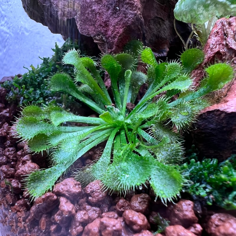 ADA ガラスポットMARU 95 130 セット ガラスポットMARU95レイアウト(1) | MaCO frog design