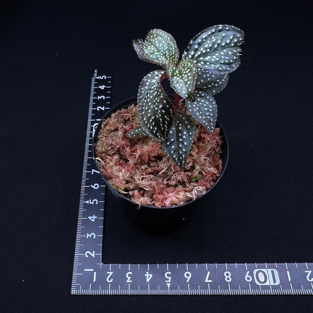 ソネリラ sp. マーメイ | MaCO frog design