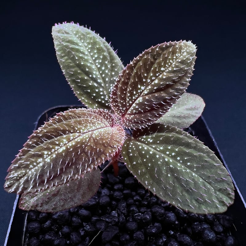 ソネリラ sp. ピッサヌローク | MaCO frog design