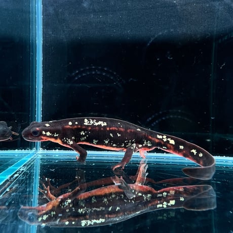 岸本ウラチ　シリケンイモリ Amazon.co.jp: 岸本ウラチ シリケンイモリ 魚 ヤマトビ 沖縄