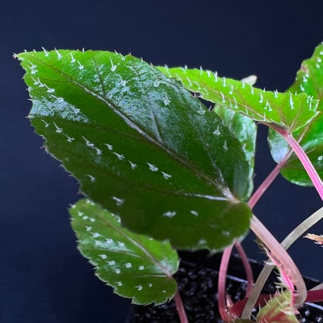 Begonia Taiwaniana