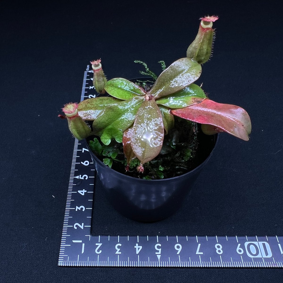 ネペンテス レディラック | MaCO frog design