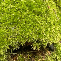 ヤノネゴケ(カップ小)