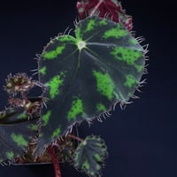 ベゴニア アンフィオクサス+フペルジア ゴエベリー ベゴニア：アンフィオクサス 3号鉢入り の通販 | 園芸ネット